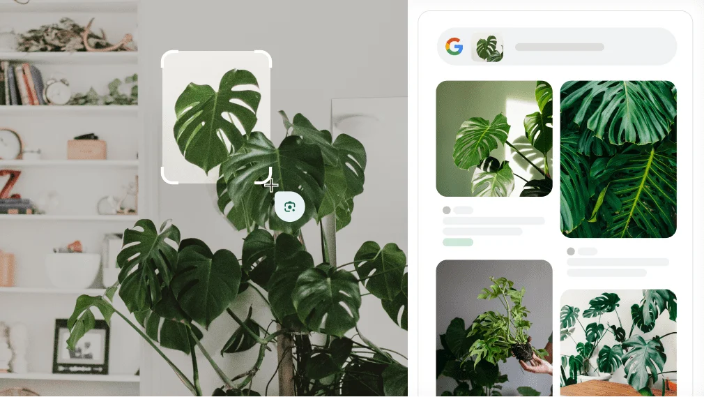 Google Lens se usa para identificar una planta monstera.